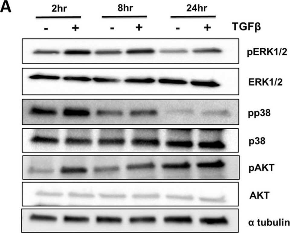 Western Blot of Anti-ALPHA-TUBULIN Western Blot of Anti-ALPHA-TUBULIN