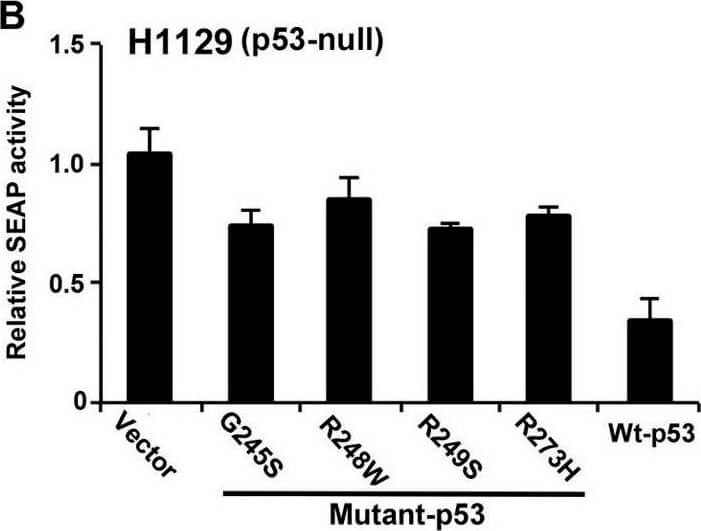 Western Blot using Mouse TrueBlot® ULTRA: Anti-Mouse Ig HRP Western Blot using Mouse TrueBlot® ULTRA: Anti-Mouse Ig HRP