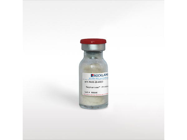 Sepharose™ Protein A