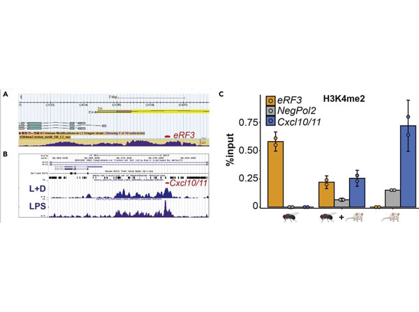 ChIP using Protein A/G ChIP using Protein A/G