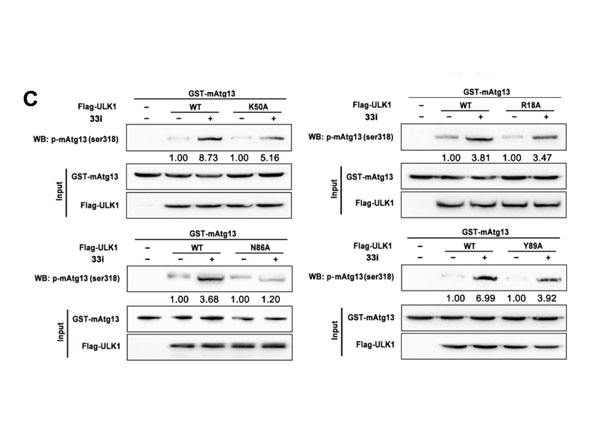ChIP using Protein A/G ChIP using Protein A/G