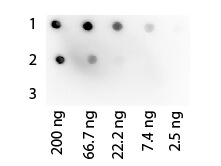 Protein G Peroxidase Conjugated