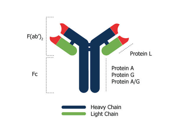 SEPHAROSE™ Protein A/G - Antibody Figure SEPHAROSE™ Protein A/G - Antibody Figure