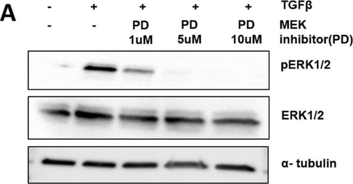 Western Blot of Anti-ALPHA-TUBULIN Western Blot of Anti-ALPHA-TUBULIN