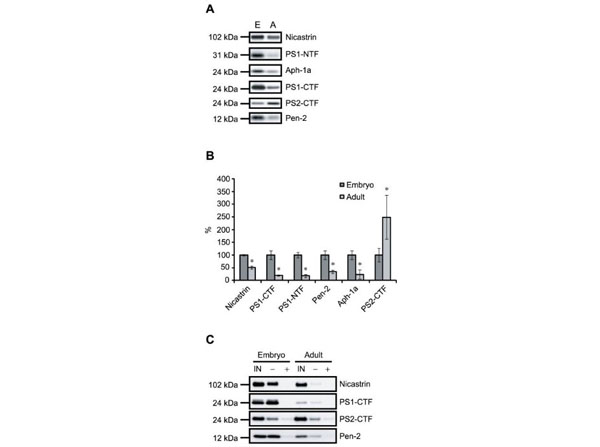 Assays using rat brain Assays using rat brain