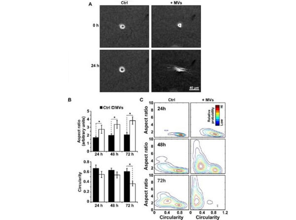 Assays using rat tail for collagen Assays using rat tail for collagen