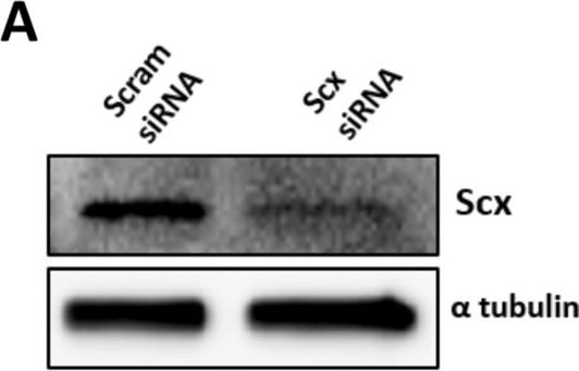 Western Blot of Anti-ALPHA-TUBULIN Western Blot of Anti-ALPHA-TUBULIN