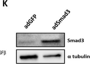 Western Blot of Anti-ALPHA-TUBULIN Western Blot of Anti-ALPHA-TUBULIN