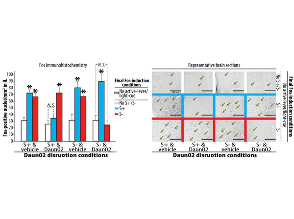 Immunohistochemistry using XGAL Immunohistochemistry using XGAL