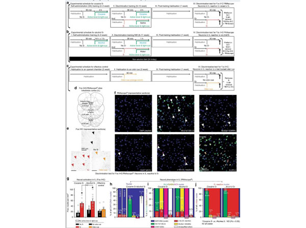Immunohistochemistry using XGAL Immunohistochemistry using XGAL