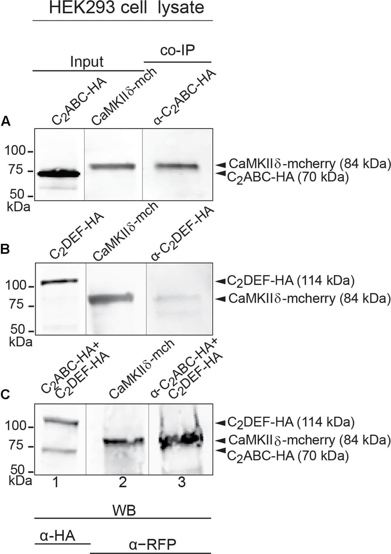 Western Blot of Mouse anti-RFP Western Blot of Mouse anti-RFP